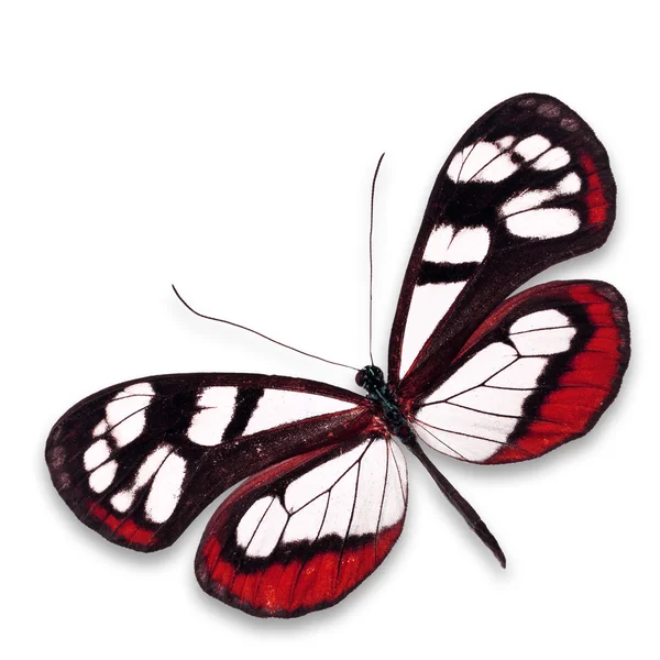 Glasswing motyl — Zdjęcie stockowe