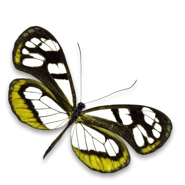 Mariposa de cristal — Foto de Stock