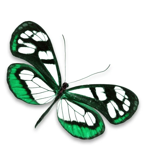 Farfalla di vetro — Foto Stock