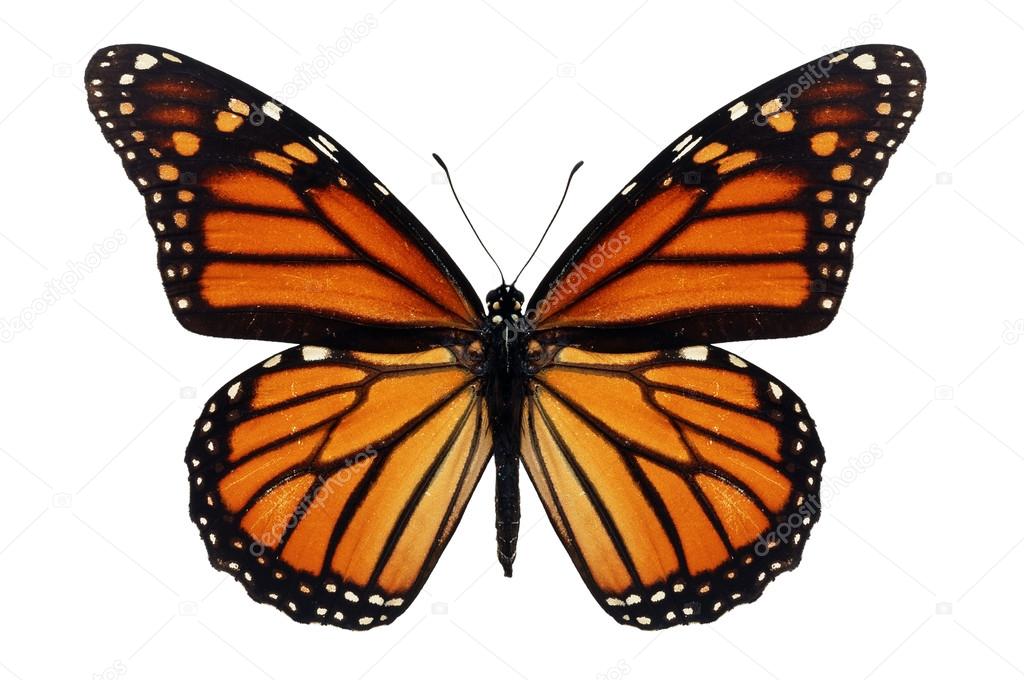 Monarch Butterfly