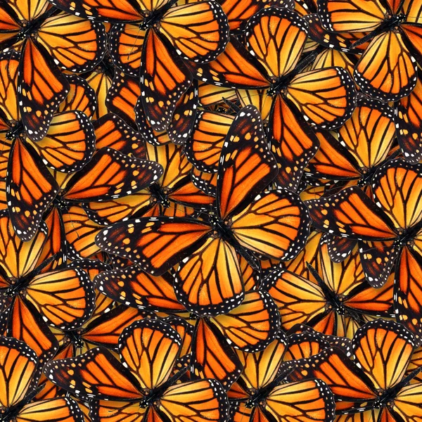 Monarch butterfly — Stock Photo, Image