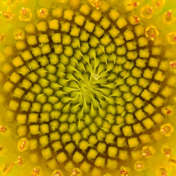 Warm sunflower — Stock Photo, Image