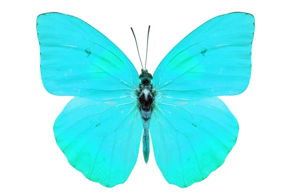 Blue butterfly — Stock Photo, Image