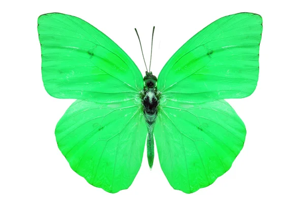 Πράσινη πεταλούδα — Φωτογραφία Αρχείου