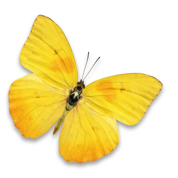 Mariposa amarilla — Foto de Stock