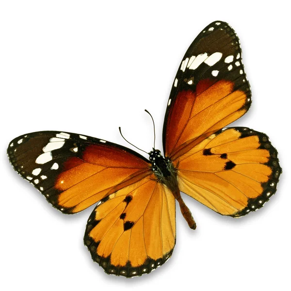 Μονάρχης πεταλούδα — Φωτογραφία Αρχείου