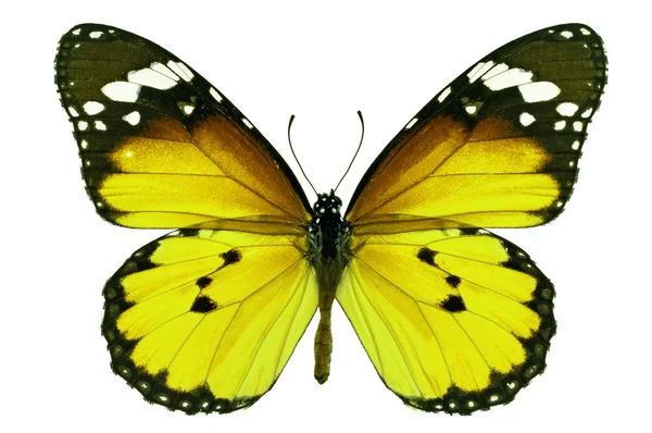 Желтая бабочка — стоковое фото