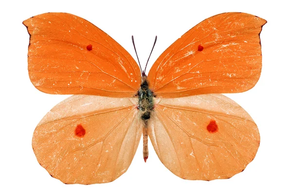 Orange fjäril — Stockfoto