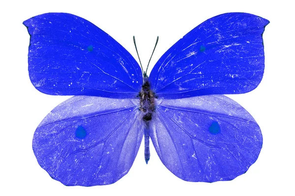 Голубая муха — стоковое фото