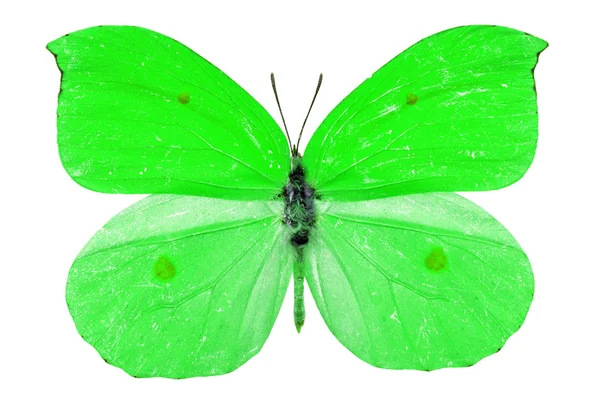 Groene vlinder — Stockfoto