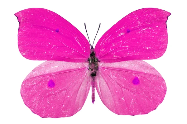 Borboleta rosa — Fotografia de Stock