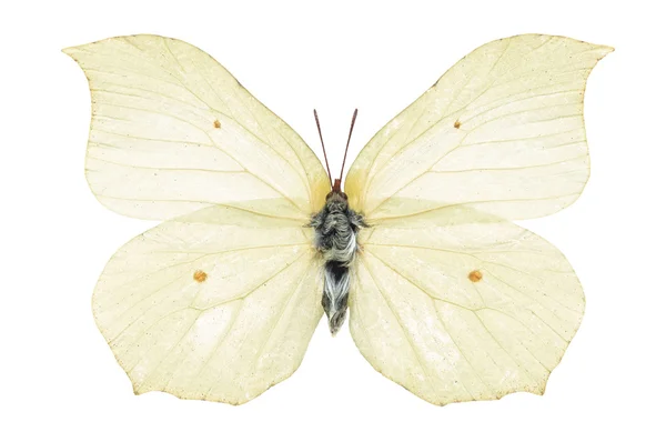 Mariposa blanca — Foto de Stock