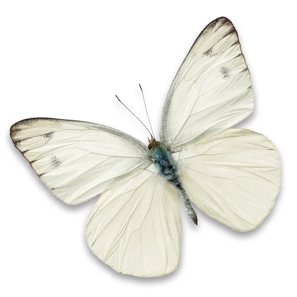 Білий метелик — стокове фото
