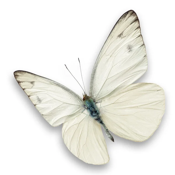 Mariposa blanca — Foto de Stock