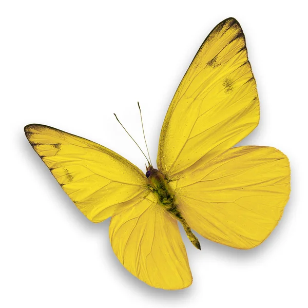 Yellow butterfly — Stock Photo, Image