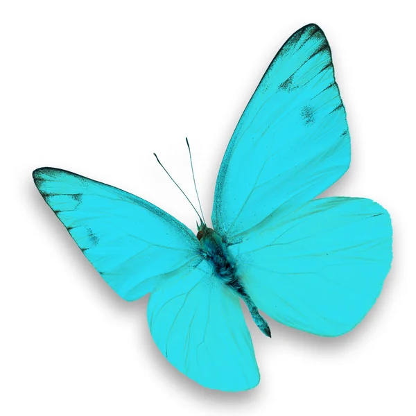 Blue butterfly — Stock Photo, Image