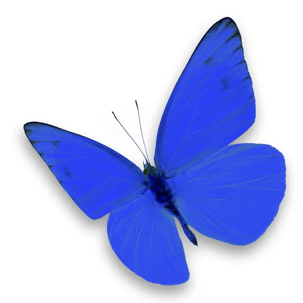 Blauer Schmetterling — Stockfoto