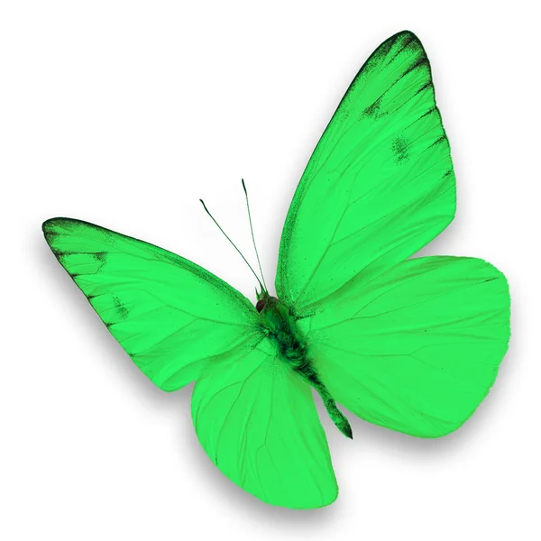 Mariposa verde —  Fotos de Stock