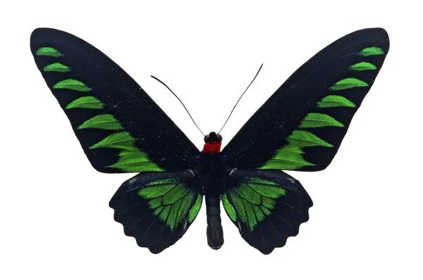 Troides trojana vlinder — Stockfoto