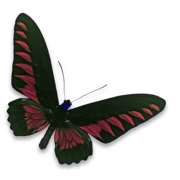 Schwarzer und roter Schmetterling — Stockfoto