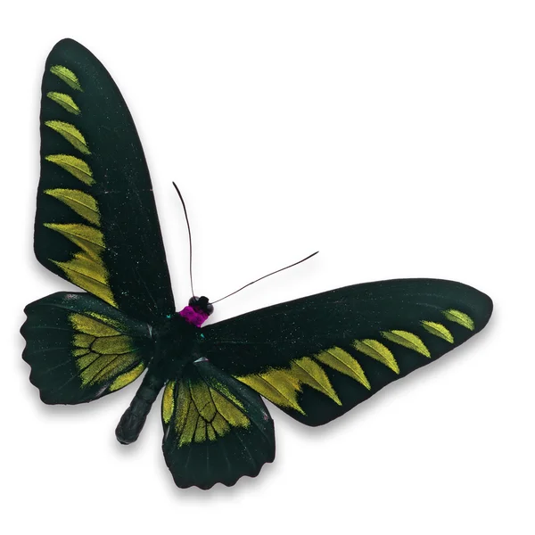 Schwarz-gelber Schmetterling — Stockfoto