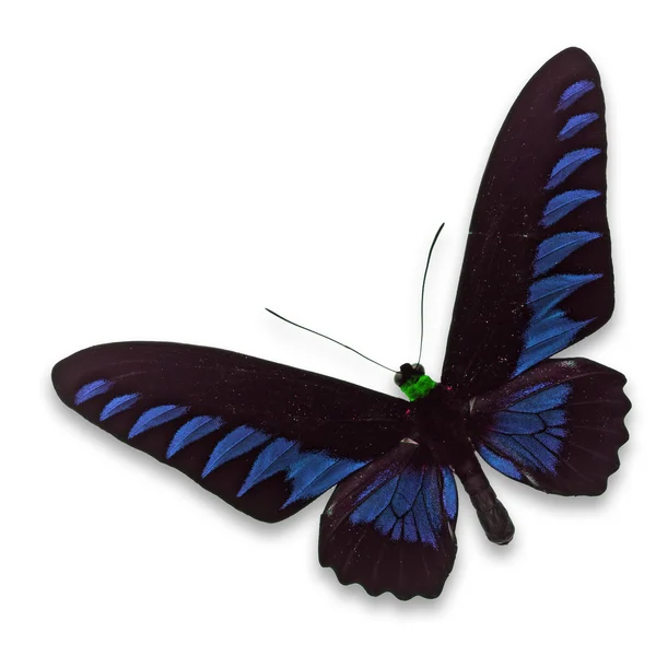 Μαύρο και μπλε πεταλούδα — Φωτογραφία Αρχείου