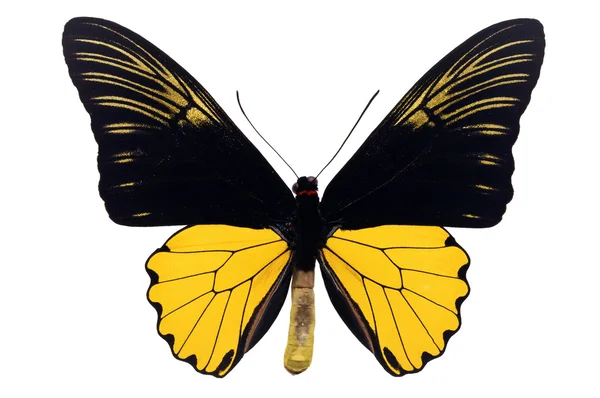 Mariposa común de ala de pájaro — Foto de Stock