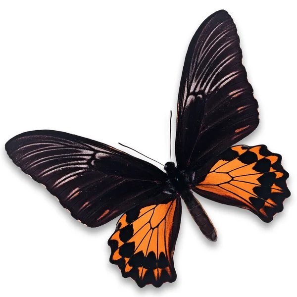 黒とオレンジ色の蝶 — ストック写真