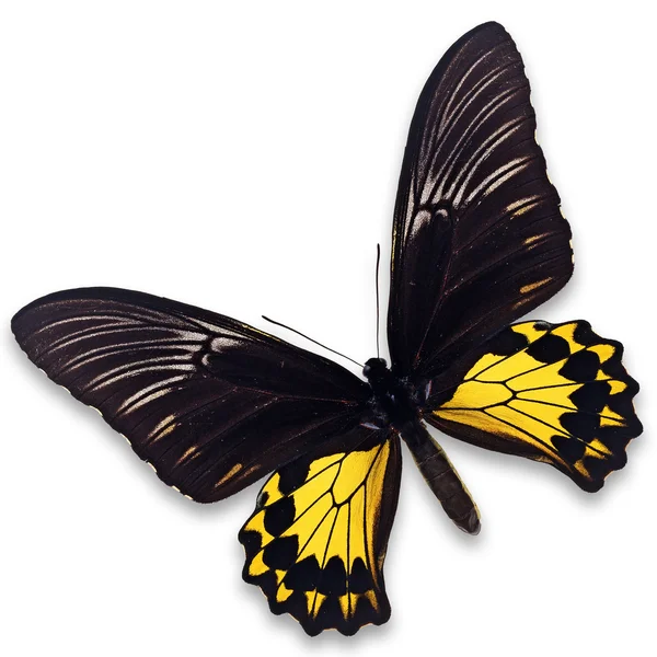 Common Birdwing Butterfly — Stock Photo, Image