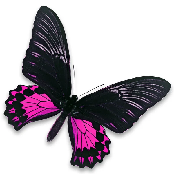 Mariposa negra y rosa — Foto de Stock