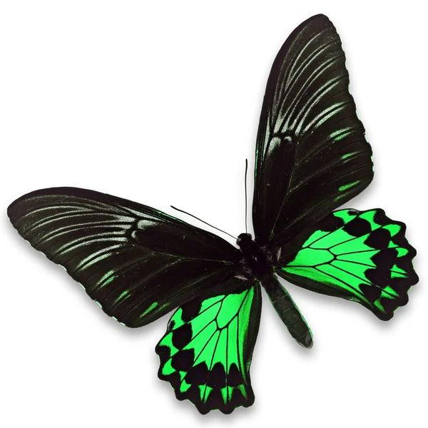 Mariposa negra y verde —  Fotos de Stock