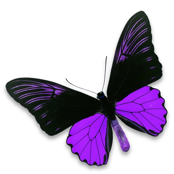 Farfalla nera e viola — Foto Stock