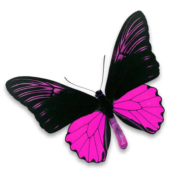 Zwarte en roze vlinder — Stockfoto