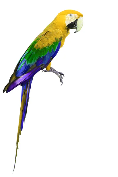 Kolorowy ptak Ara żółty i zielony — Zdjęcie stockowe