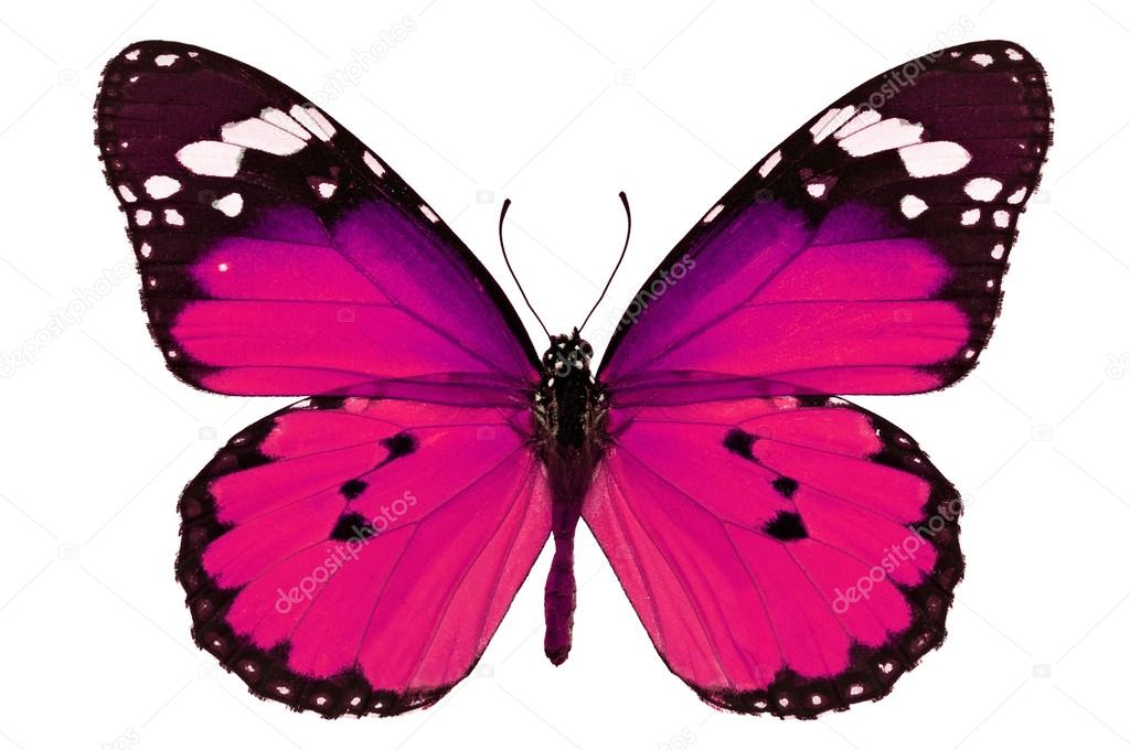 Pink butterfly Stock Photo by ©thawats 57696221