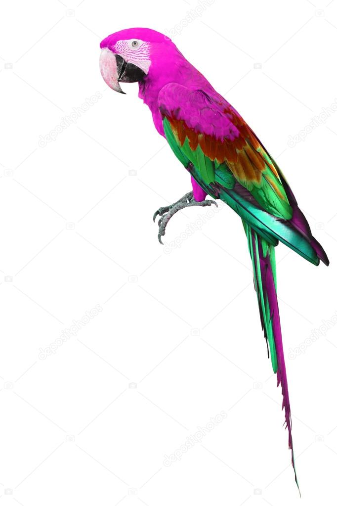 Colorful pink and green Macaw bird
