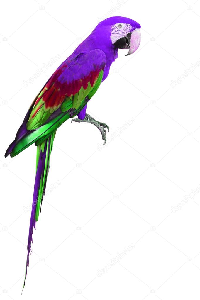Colorful purple and green Macaw bird