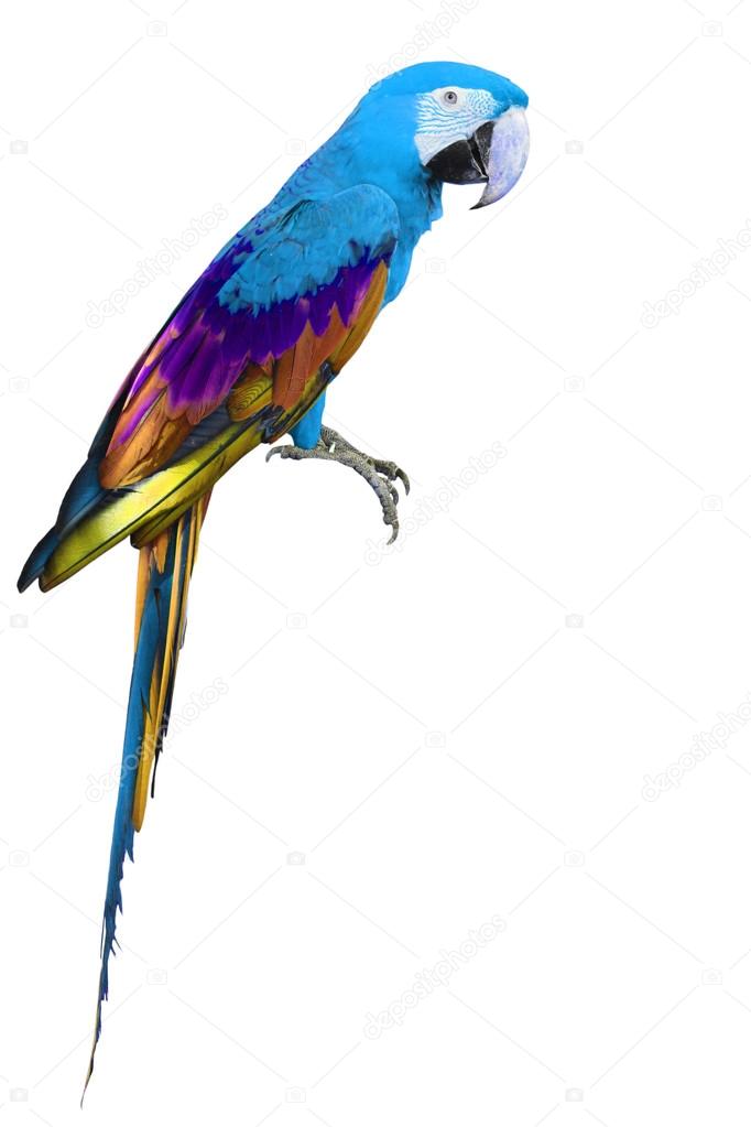 Colorful blue and green Macaw bird