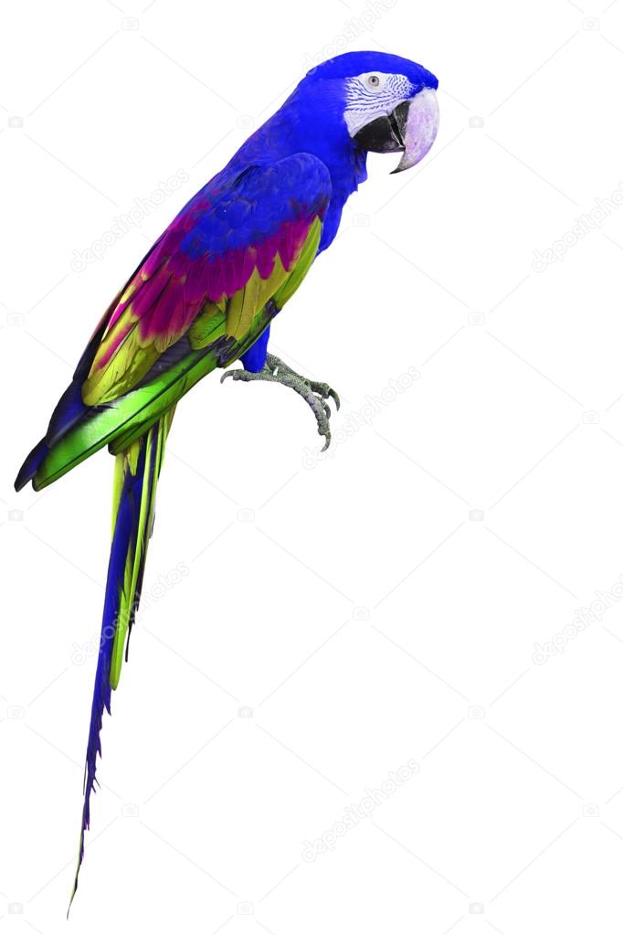 Colorful blue and green Macaw bird