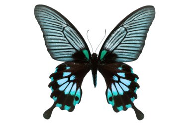 black and blue butterfly clipart
