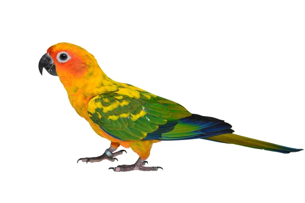 Sole conure uccello pappagallo — Foto Stock