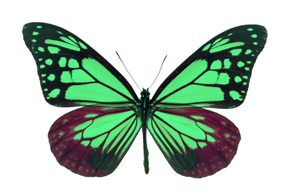 Grön fjäril — Stockfoto