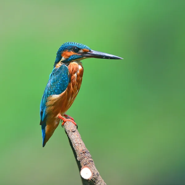 Eisvogel — Stockfoto