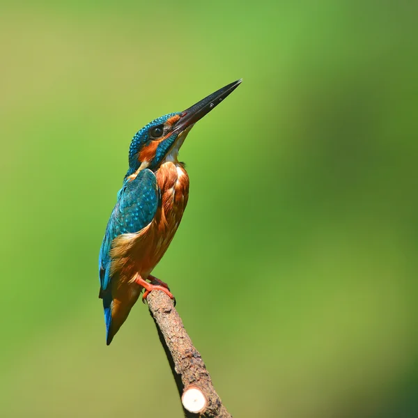 Kingfisher — Fotografie, imagine de stoc