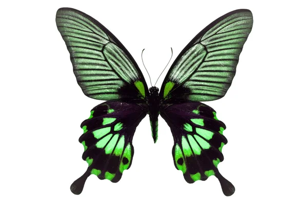 Black and green butterfly — Stock Photo, Image