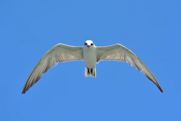 Common Tern — Stock Photo, Image