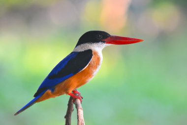 Siyah şapkalı kingfisher kuş