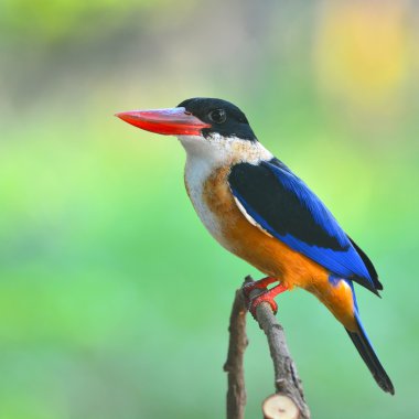 Siyah şapkalı kingfisher kuş