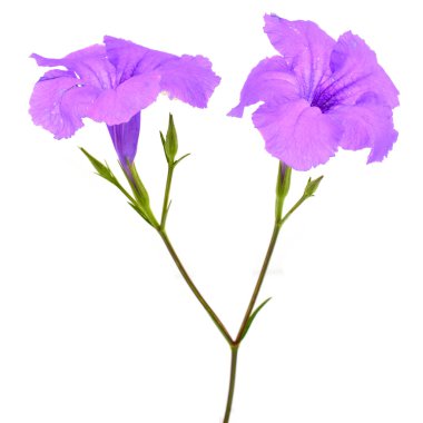 ruellia tuberosa çiçek
