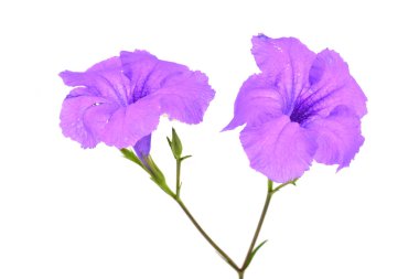 ruellia tuberosa çiçek